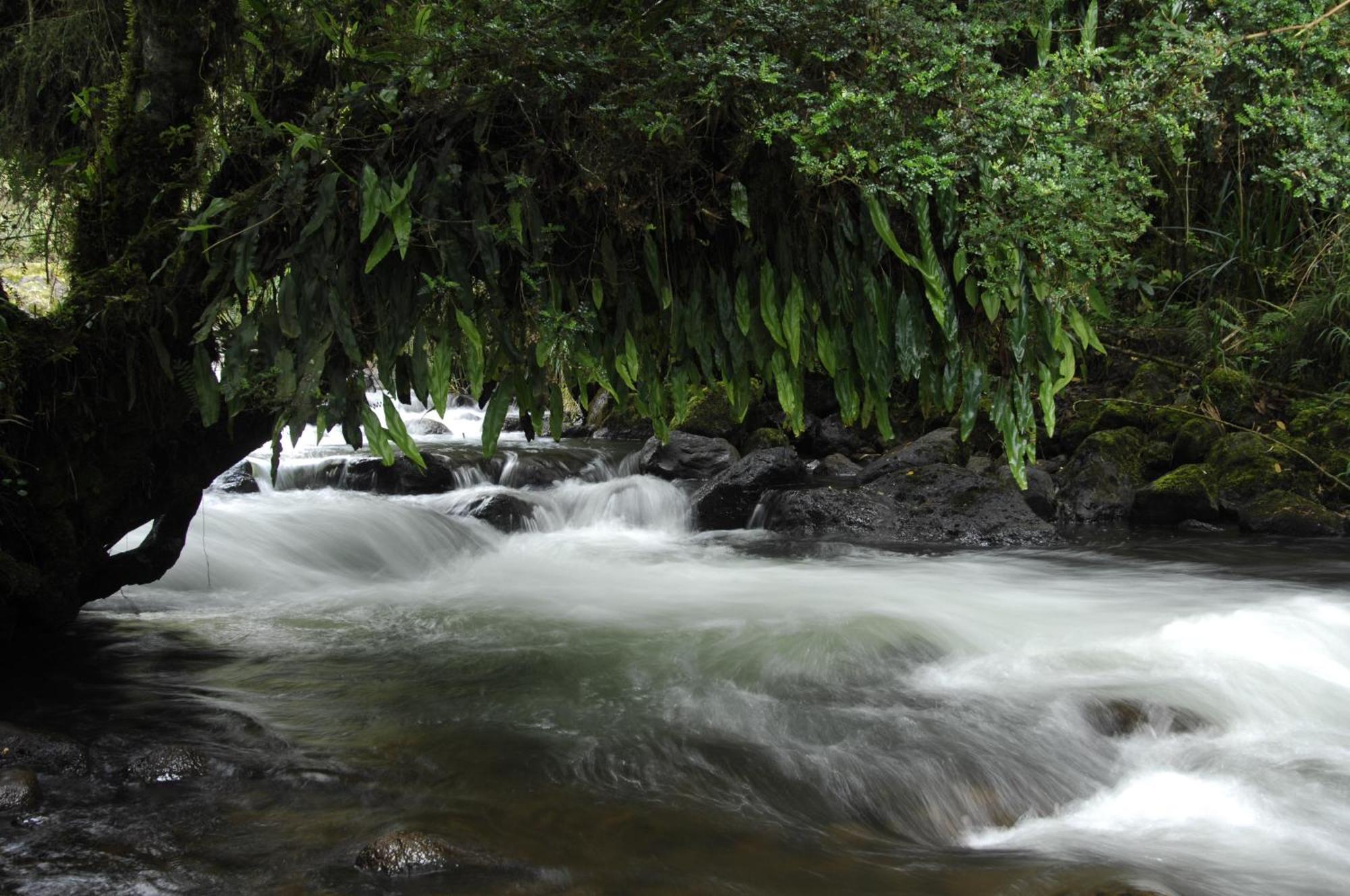 Termas De Papallacta Extérieur photo A river in the rain forest